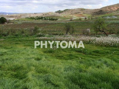 Plantación de una zona de barbecho